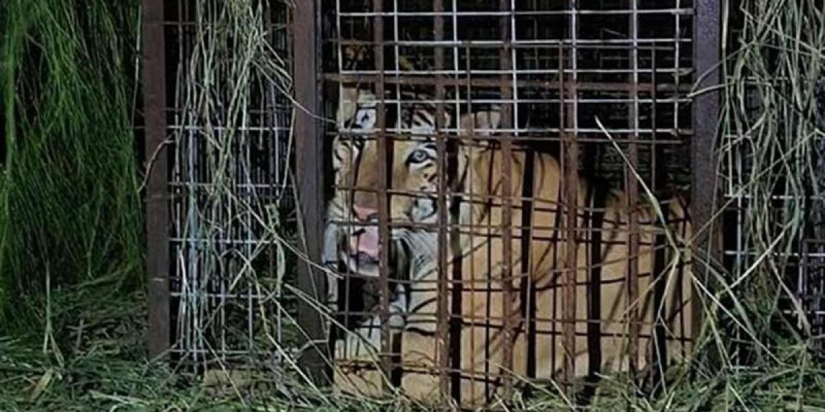 Atrapan a tigre siberiano que escapó de zoológico Reynosa