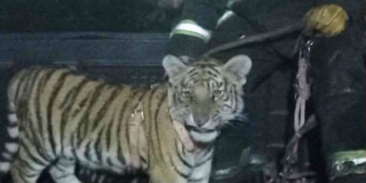 Rescatan a tigre de bengala abandonado en una casa en construcción