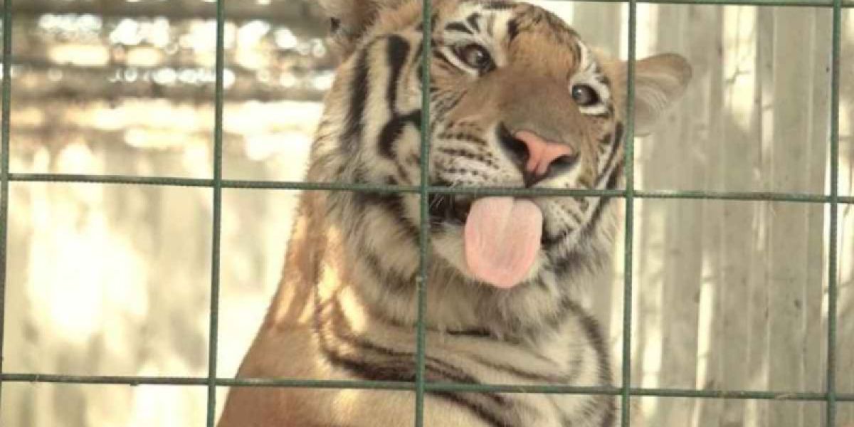 Zoológicos de México envían 200 tigres a la India; buscan salvarlos de la extinción
