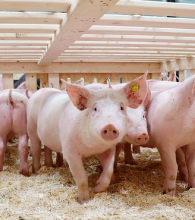 México frena importaciones porcinas de España por brote sanitario