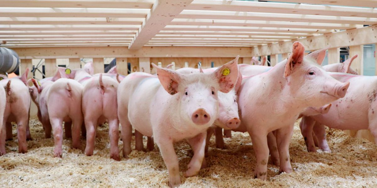 México frena importaciones porcinas de España por brote sanitario