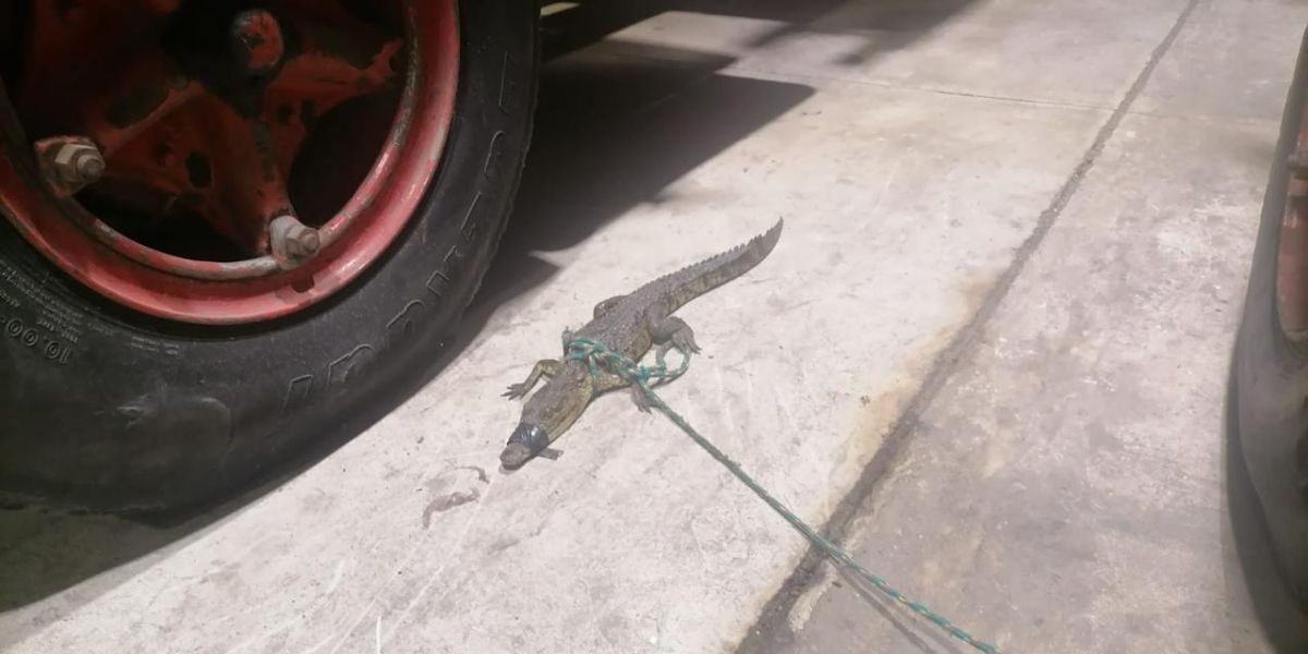 Captura de cocodrilos en Tampico se ha vuelto cotidiana