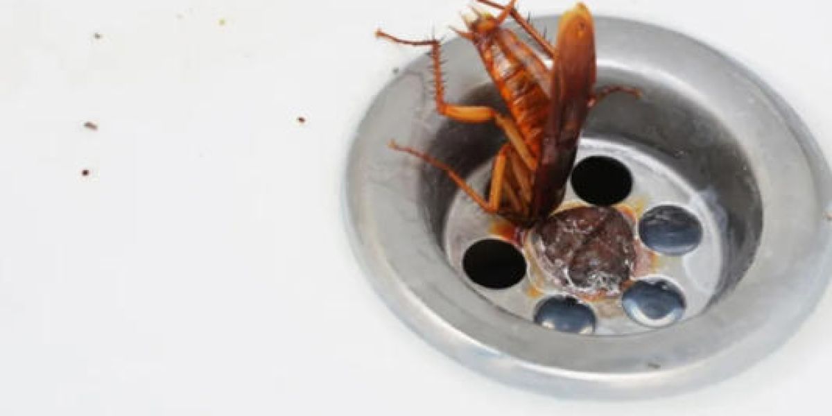 Cómo eliminar cucarachas de la tubería del baño y cocina