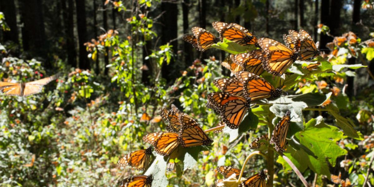 EU propone incluir a la mariposa monarca como especie amenazada